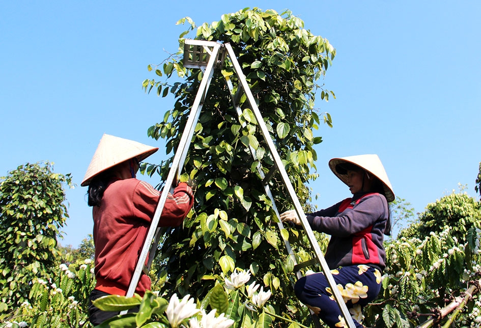 Nhân công thu hoạch tiêu tại vườn của anh Đặng Bảy.