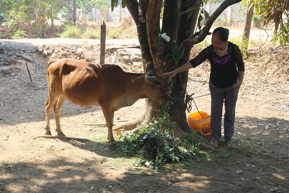 Bà Đặng Thị Mai (thôn 7) chăm sóc con bò được hỗ trợ.