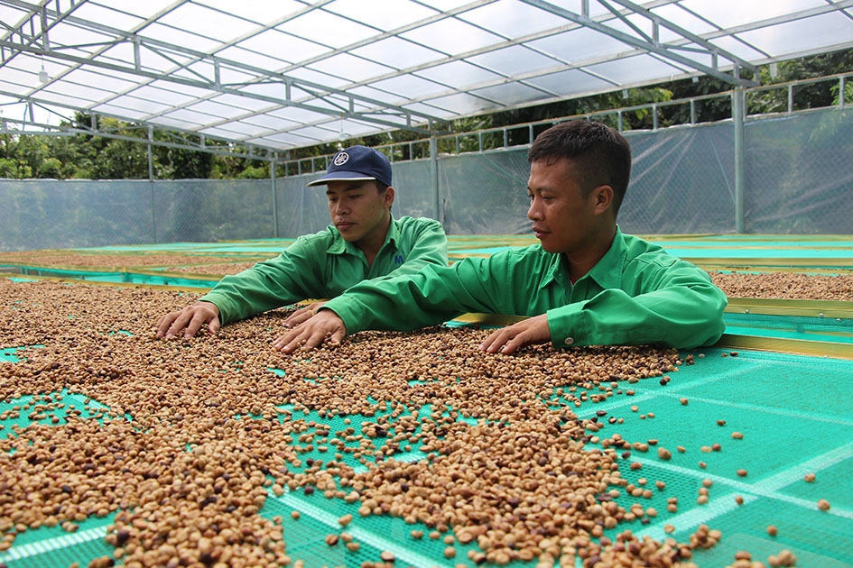 Sản xuất cà phê đặc sản tại một doanh nghiệp trên địa bàn TP. Buôn Ma Thuột. 