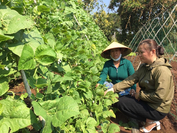Chị Trần Thị Thủy (trái) giới thiệu mô hình trồng rau của gia đình với cán bộ Hội Liên hiệp Phụ nữ xã Ea Tar.