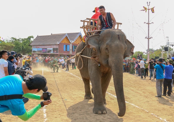 Tranh tài kéo co  giữa voi và người.    