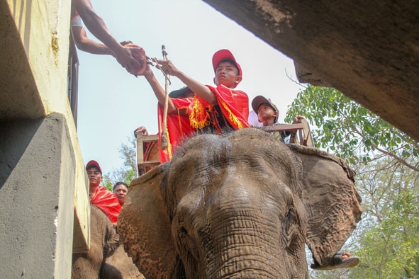 Một nài voi nhí thực hiện Lễ cúng sức khỏe cho voi.   