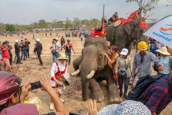 Voi giao lưu với người dân và du khách. 