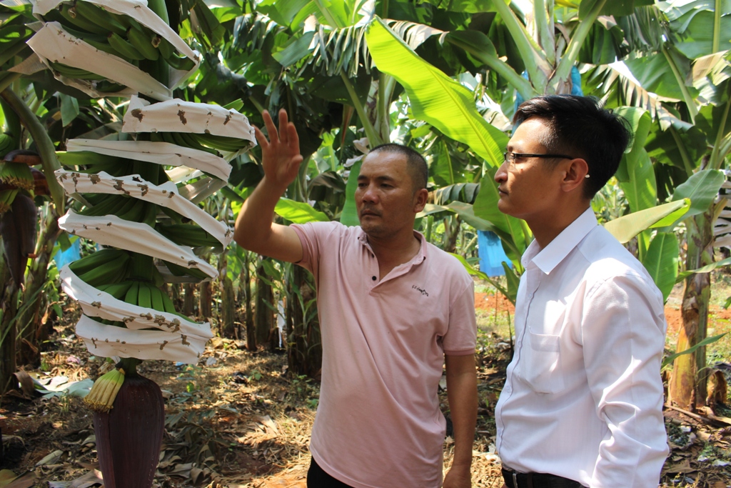 Ông Nguyễn Lương Tri (trái), Giám đốc Công ty TNHH Nông nghiệp công nghệ cao DRI giới thiệu quy trình chăm sóc chuối già lùn Nam Mỹ giai đoạn trổ buồng.