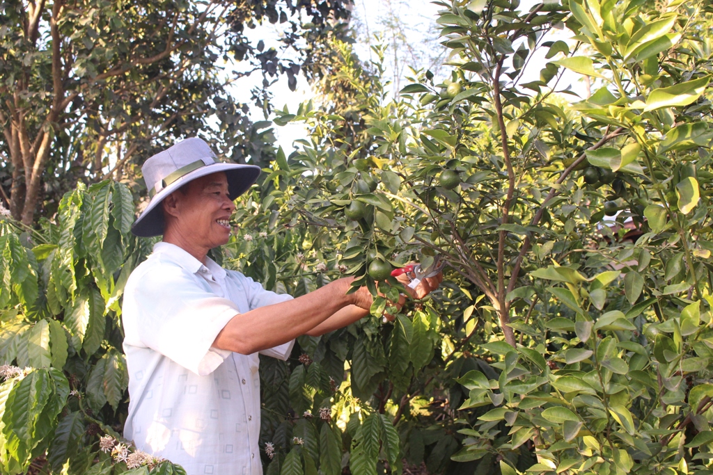 Bí thư Chi bộ thôn Hòa Thanh (xã Ea Nuôl) Bùi Phương Đăng chăm sóc vườn cây của gia đình.