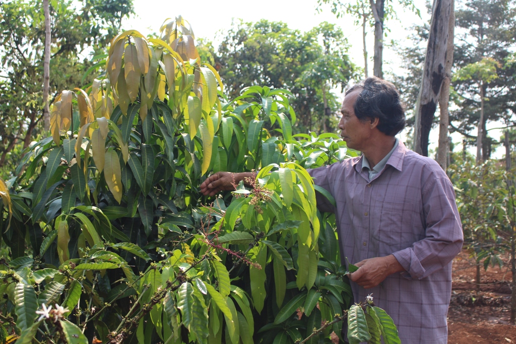 Ông Blăm KTlun (ở buôn Tring 2, phường An Lạc) chăm sóc vườn cây ăn trái của gia đình.