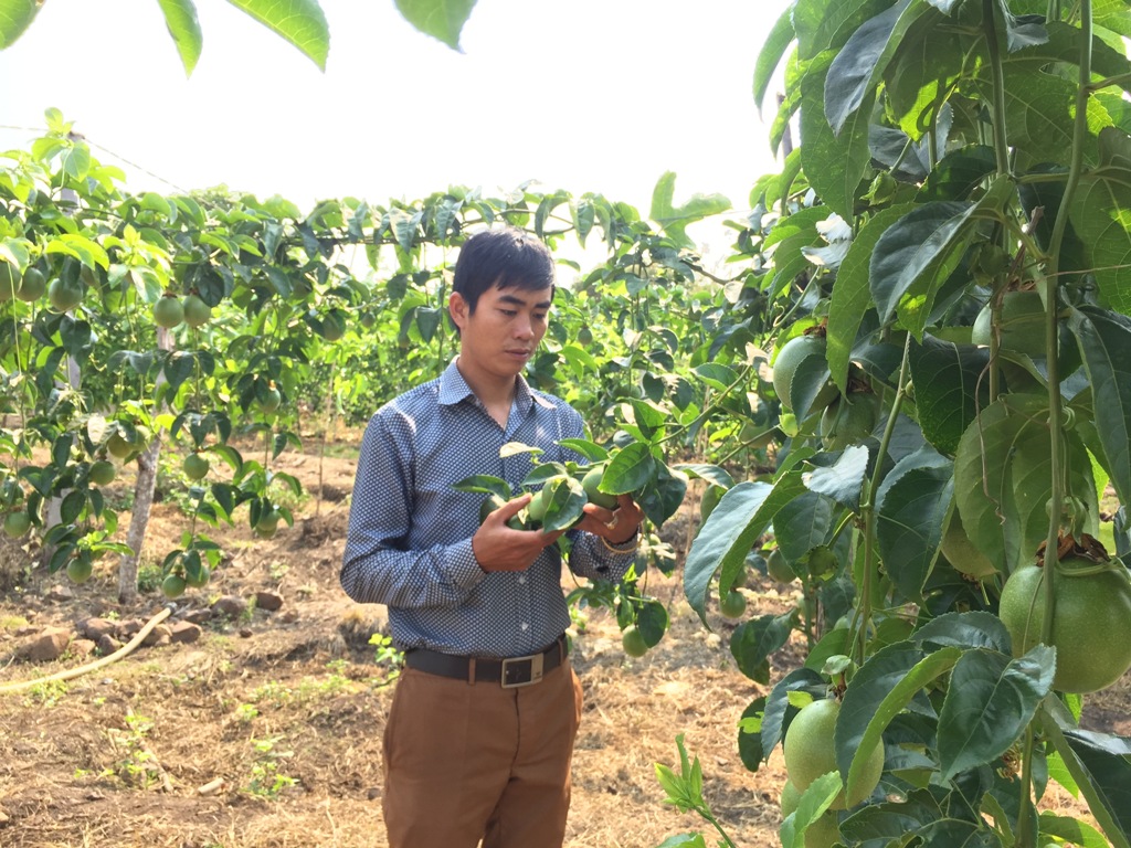 Anh Nguyễn Văn Dương trong vườn chanh dây của gia đình.