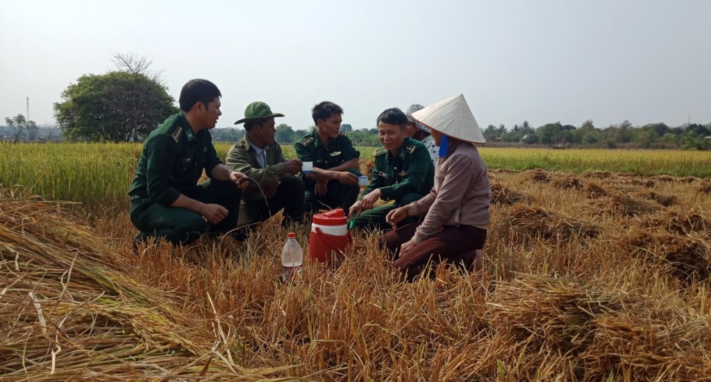 Cán bộ, chiến sĩ Đồn Biên phòng Sêrêpốk tham gia thu hoạch mùa màng cùng nhân dân