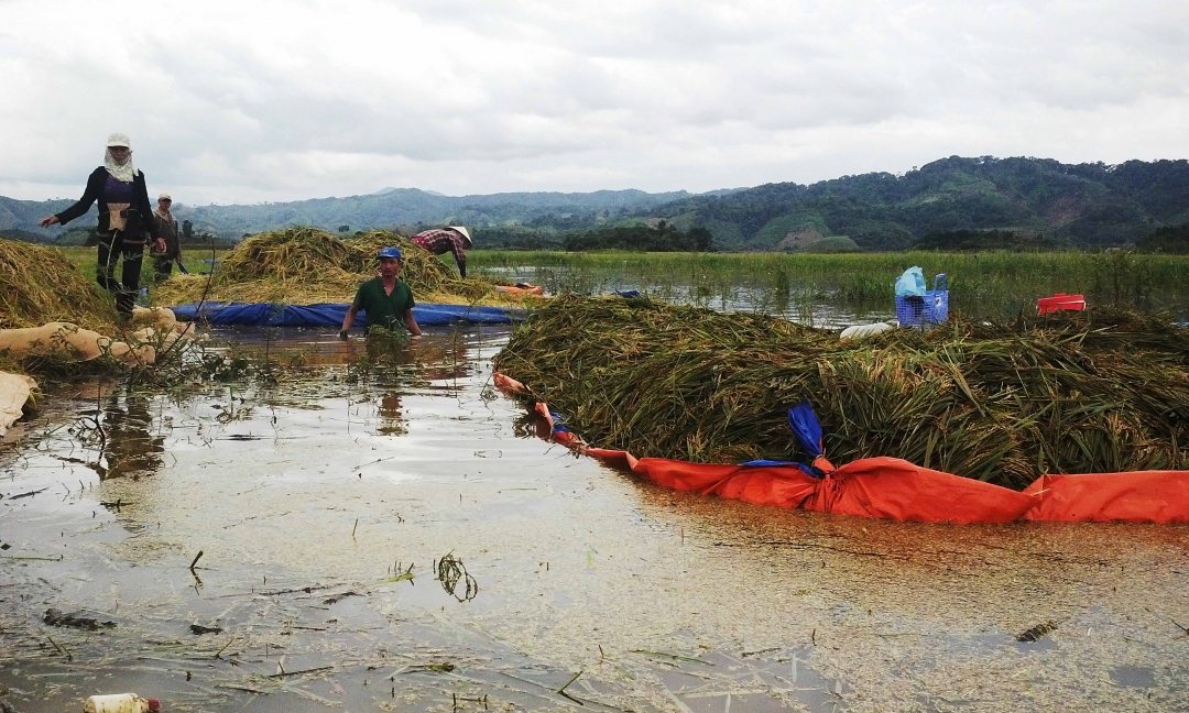 Người dân thu hoạch lúa bị ngập lụt ở huyện Krông Ana
