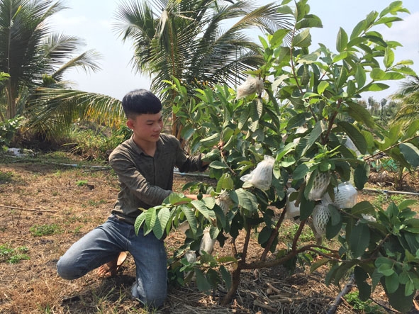 Anh Thành chăm sóc vườn ổi. 
