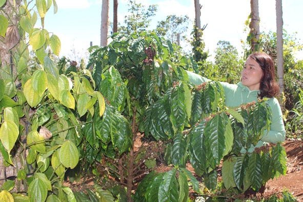 Vườn cà phê tái canh của bà Nguyễn Thị Tân ở buôn Rô (xã Cư Né, huyện Krông Búk) đang phát triển tốt.