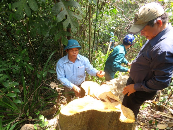 Hiện trường một vụ phá rừng trên địa bàn xã Cư Bông.  