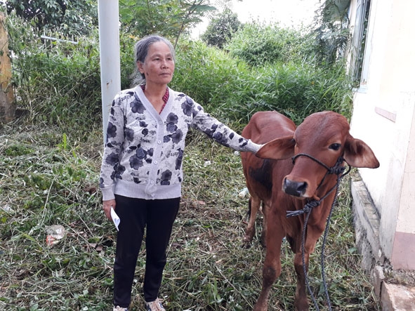 Bà Cân được Hội CCB huyện Cư Kuin trao tặng bò sinh sản.