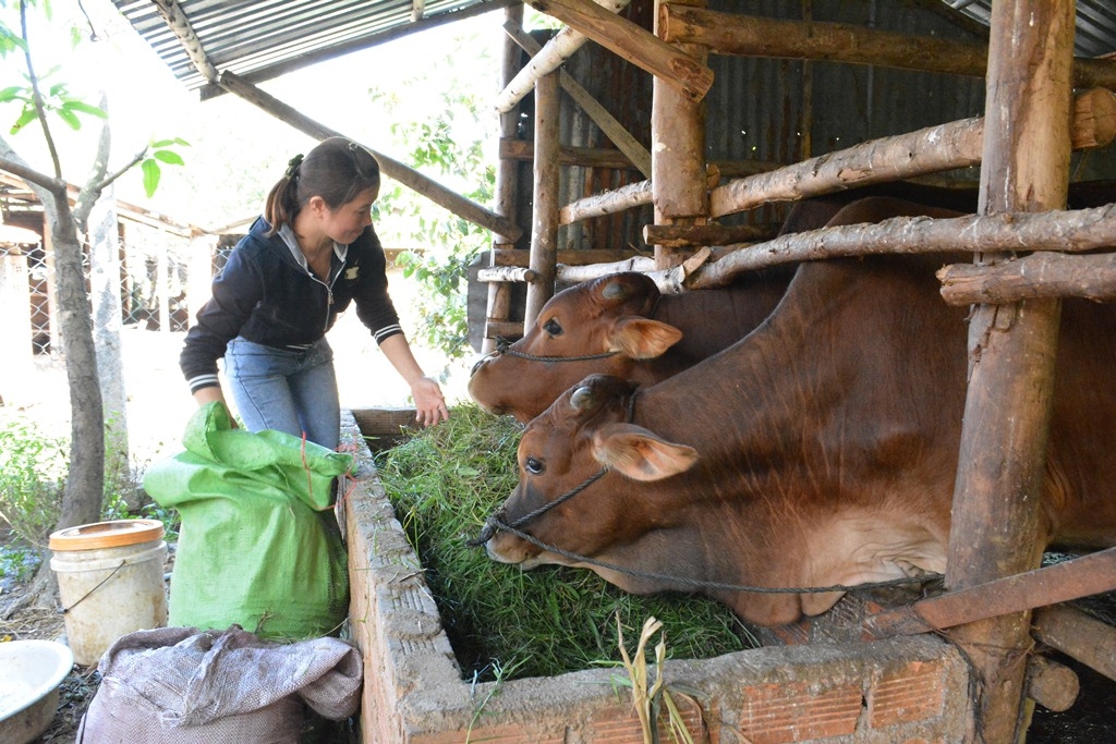 Chị ĐOàn Thị Sa, xã Hòa Sơn, huyện Krông Bông đầu tư chăn nuôi bò từ nguồn vốn tín dụng chính sách