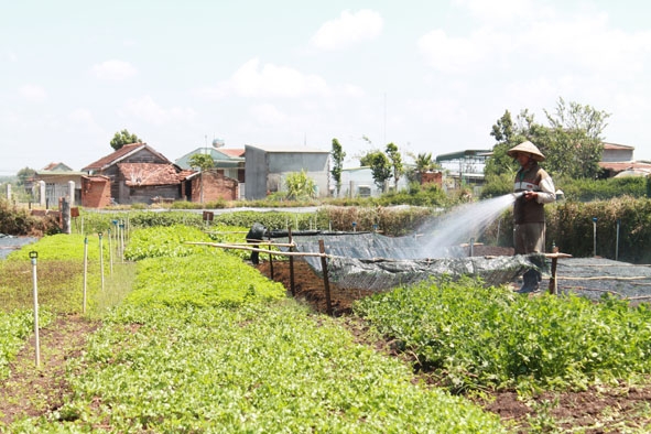 Mô hình rau an toàn của gia đình anh Nguyễn Đăng Lập. 