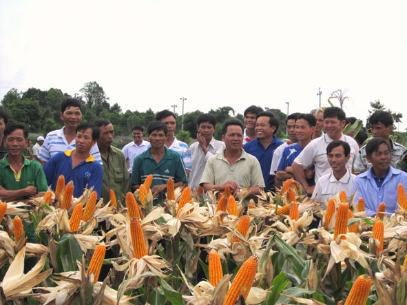 Hội thảo về trồng ngô lai giúp nông dân huyện Buôn Đôn phát huy hiệu quả vốn vay Ngân hàng Chính sách xã hội. 