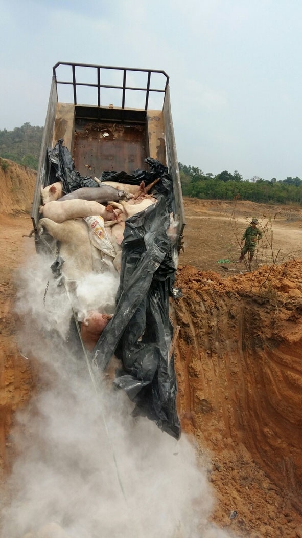 Xã Hòa Hiệp (huyện Cư Kuin) thực hiện tiêu hủy heo bị nhiễm bệnh lở mồm long móng. 