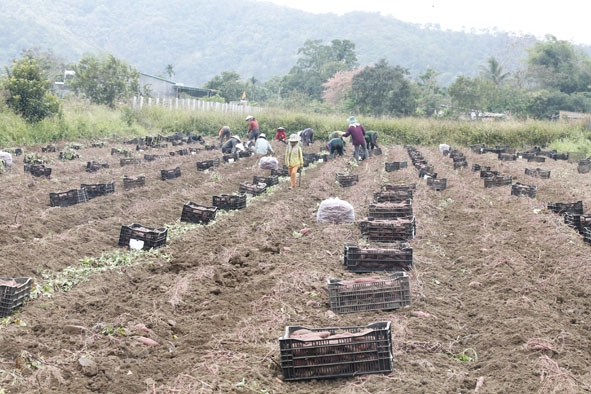Một số nông dân quyết định thu hoạch khoai để tránh bị hư hỏng. 