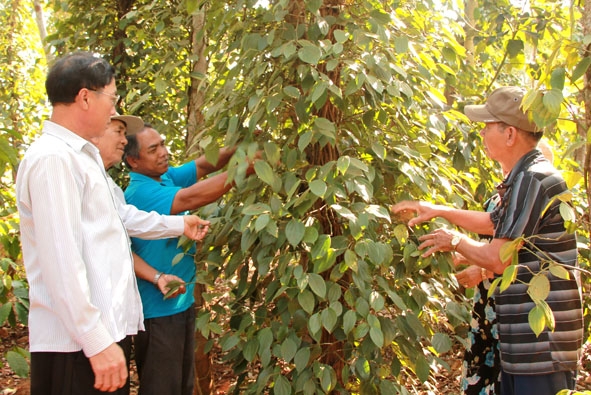 Cấp ủy buôn Ju (xã Ea Tu, TP. Buôn Ma Thuột) thăm hỏi tình hình sản xuất của người dân trong buôn. 