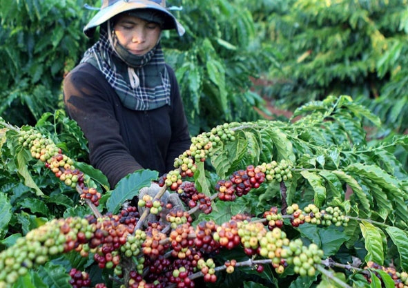 Người dân Buôn Ma Thuột thu hoạch cà phê. 