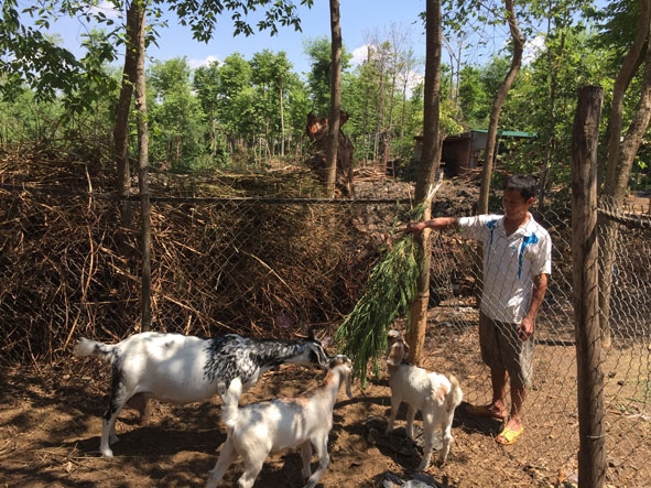 Ông Bùi Văn Công cho dê ăn.