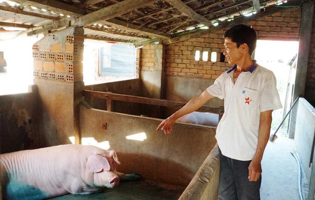 Anh Nguyễn Duy Đức ở thôn 6, xã Hòa Sơn vừa tiêm vắc xin và khử trùng chuồng trại  cho số heo còn lại trong chuồng.