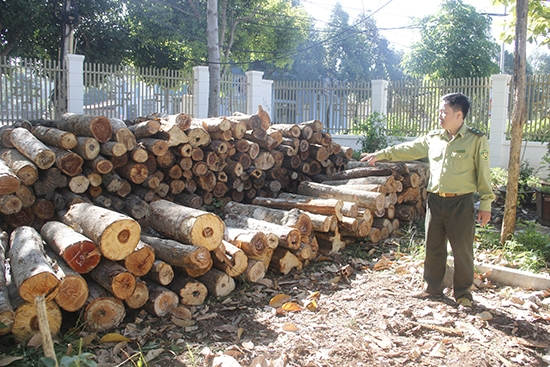 Lâm sản vận chuyển trái phép được Hạt kiểm lâm huyện Cư M'gar phát hiện, tạm giữ