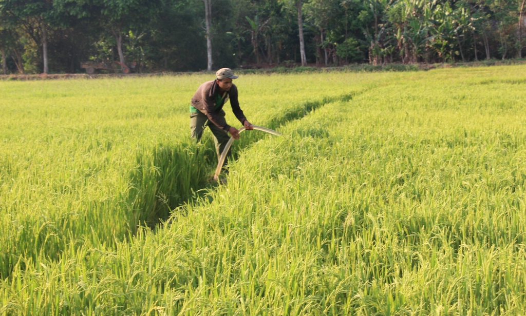 Người dân buôn Kram (xã Ea Tiêu) kéo ống tưới nước cho lúa.