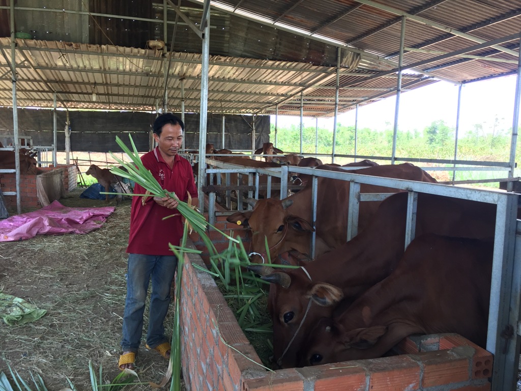 Anh Phú chăm sóc đàn bò.