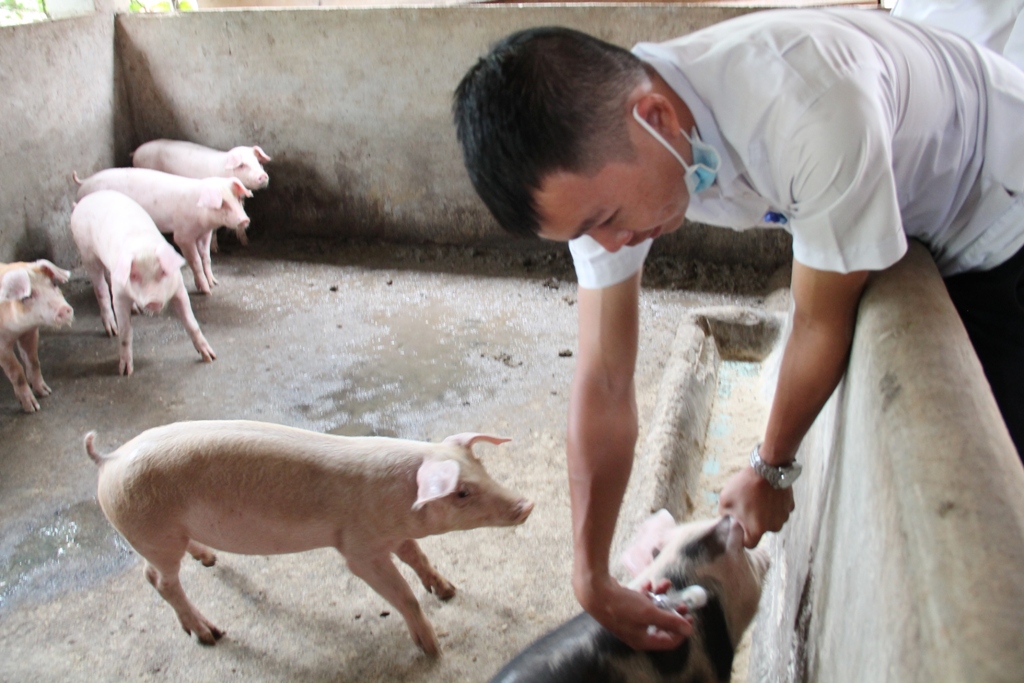 Cán bộ thú y tiêm phòng vắc xin lở mồm long móng cho heo trên địa bàn xã Hòa Xuân (TP. Buôn Ma Thuột)