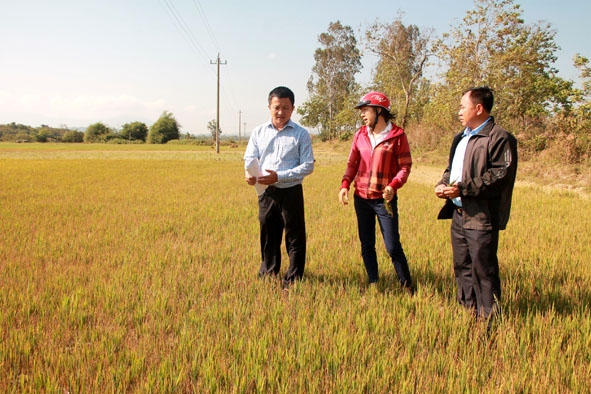 Nhiều thửa ruộng trên cánh đồng thôn 5, xã Cư Êwi (huyện Cư Kuin) bị khô cháy do thiếu nước.