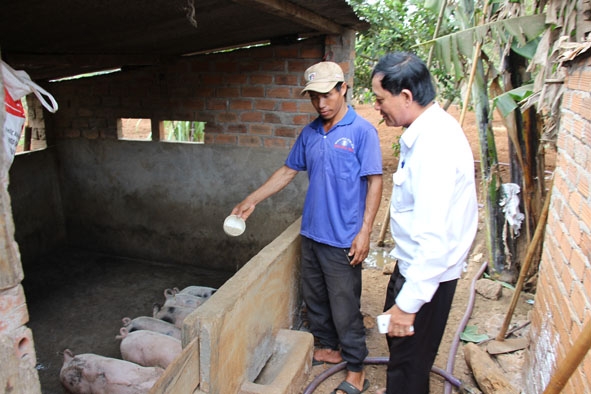 Anh Y Blu Niê (buôn Kmrơng, xã Hòa An) chăm sóc đàn heo dưới sự hướng dẫn của cán bộ thú y xã.