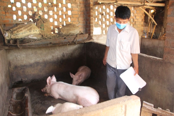 Anh Lục Văn Hải thường xuyên kiểm tra tình hình dịch bệnh tại các hộ chăn nuôi heo ở Ea Hu (huyện Cư Kuin). 