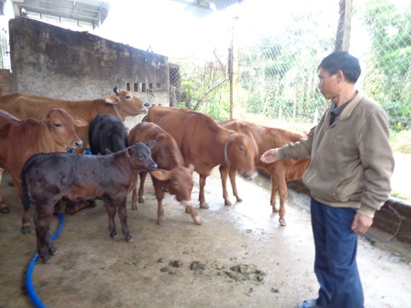 Đàn bê lai thông qua phương pháp thụ tinh nhân tạo của một hộ dân trên địa bàn huyện Ea Kar.