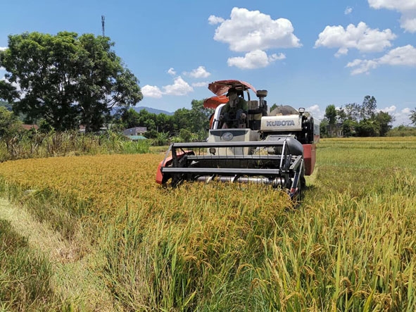 Việc áp dụng cơ giới vào thu hoạch đã giúp nông dân M'Đrắk tiết kiệm công sức và chi phí. 