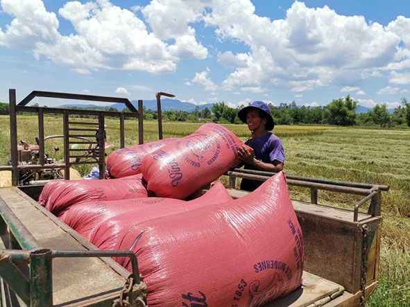 Anh Y Tôn Niê chất lúa lên xe chở về nhà sau khi thu hoạch.