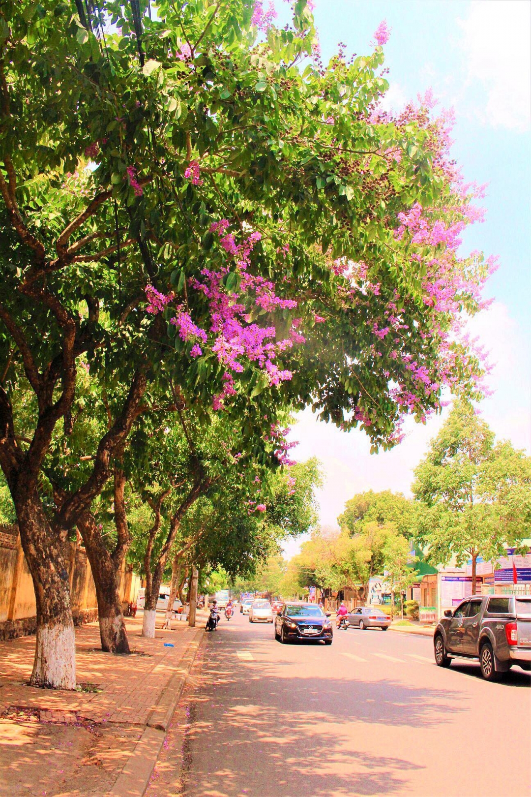 … phô vẻ đẹp nhẹ nhàng tô điểm hè phố