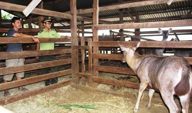 Trang trai nuôi nai với quy mô 36 con của anh Trần Đình Đạm ở thôn 2, xã Cư Êbur, TP.Buôn Ma Thuột