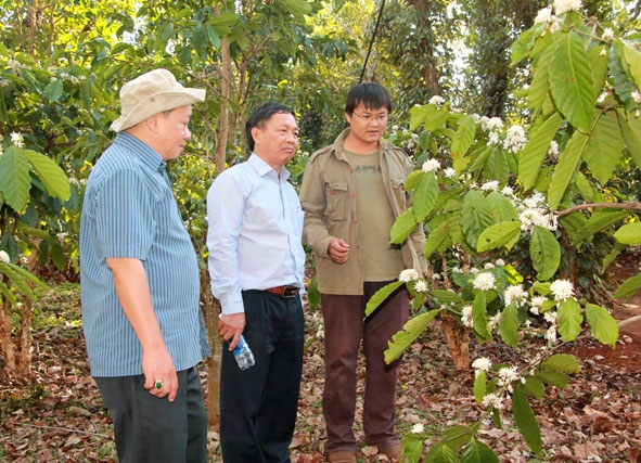 Lãnh đạo Sở Nông nghiệp - Phát triển nông thôn và Công ty TNHH Đầu tư Du lịch và Thương mại Đam San tham quan, tìm hiểu nông trại cà phê hữu cơ của anh Đặng Văn Huy.