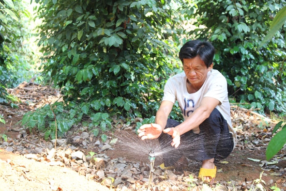 Nông dân áp dụng công nghệ tưới tiết kiệm nước trên vườn tiêu ở xã Ea Nuôl (huyện Buôn Đôn).  