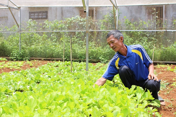 Mô hình trồng rau sạch trong nhà lưới của ông Nguyễn Thái Sơn ở thôn Ea Tút, xã Pơng Drang.  