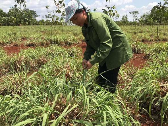 Mô hình trồng sả  xen canh  với cây  cao su đang được gia đình chị Phùng  Thị Liên  (thôn 4,  xã Cư Amung)  áp dụng.   