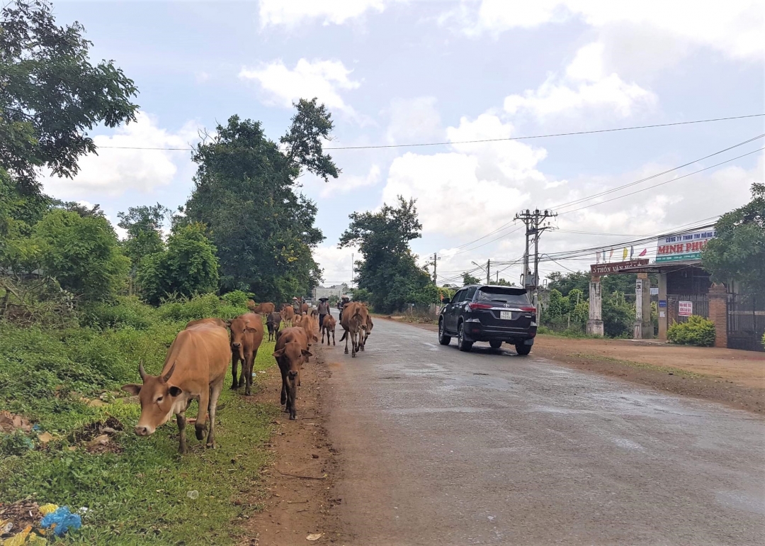 Đàn bò thả rông trên đường. 