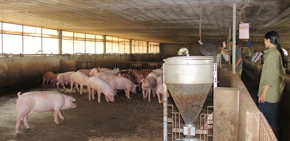 Trang trại chăn nuôi heo trên địa bàn xã Dray Bhăng (huyện Cư Kuin).   