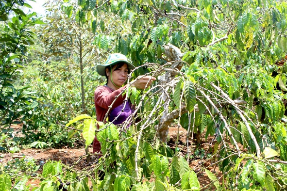 Vườn cà phê nhà chị H’ Mê Êban (buôn Ea Kmát, xã Hòa Đông, huyện Krông Pắc) đã già cỗi nhưng chưa có vốn tái canh.  