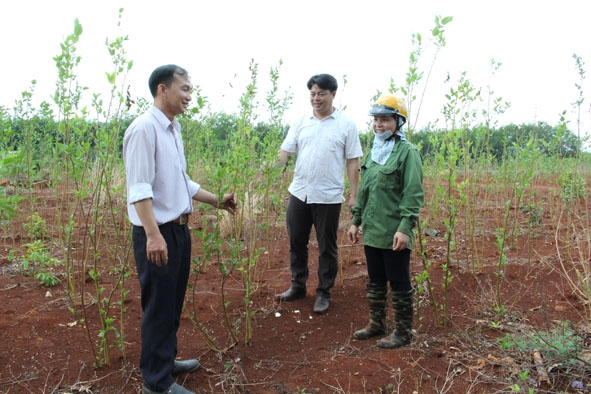 Chuyển đổi cơ cấu cây trồng giúp người dân có thêm thu nhập đóng góp xây dựng nông thôn mới. 