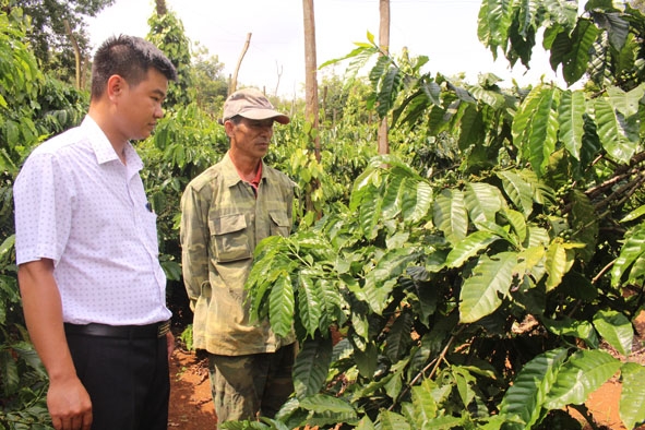 Mô hình tái canh cà phê kết hợp xen canh của ông Nguyễn Văn Hùng (bên phải) ở phường Bình Tân,  TX. Buôn Hồ.  