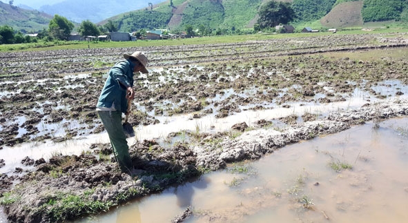 Nhờ có nước ở suối đầu nguồn suối Ea Sai, gia đình Ama Thuần cải tạo được hơn 4 sào ruộng làm lúa nước.