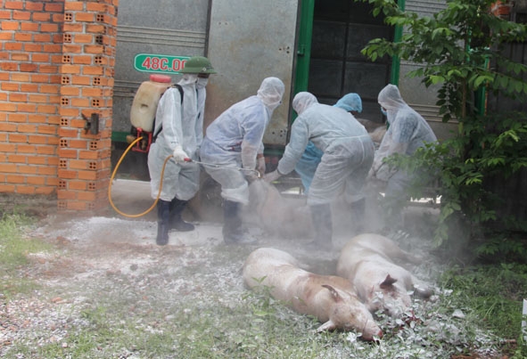 Lực lượng chức năng phun thuốc tiêu, độc khử trùng đàn heo bị nhiễm dịch tả heo châu Phi khi đem đi tiêu hủy.  Ảnh: M.Thuận