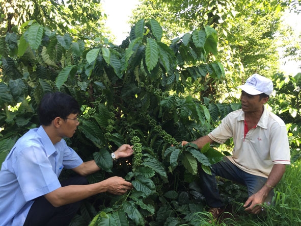 Anh Nguyễn Hạnh (bên phải) giới thiệu vườn cà phê tái canh cho cán bộ Hội Nông dân thị trấn Quảng Phú. 